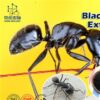 КОРОЛЕВСКИЙ  ЧЕРНЫЙ МУРАВЕЙ  BLACK ANTS  ЭТО ЛУЧШЕ ЧЕМ ВИАГРА И СИАЛИС!