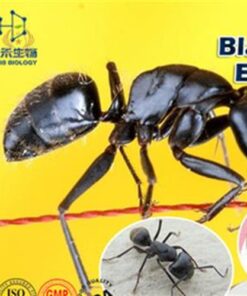 КОРОЛЕВСКИЙ  ЧЕРНЫЙ МУРАВЕЙ  BLACK ANTS  ЭТО ЛУЧШЕ ЧЕМ ВИАГРА И СИАЛИС!